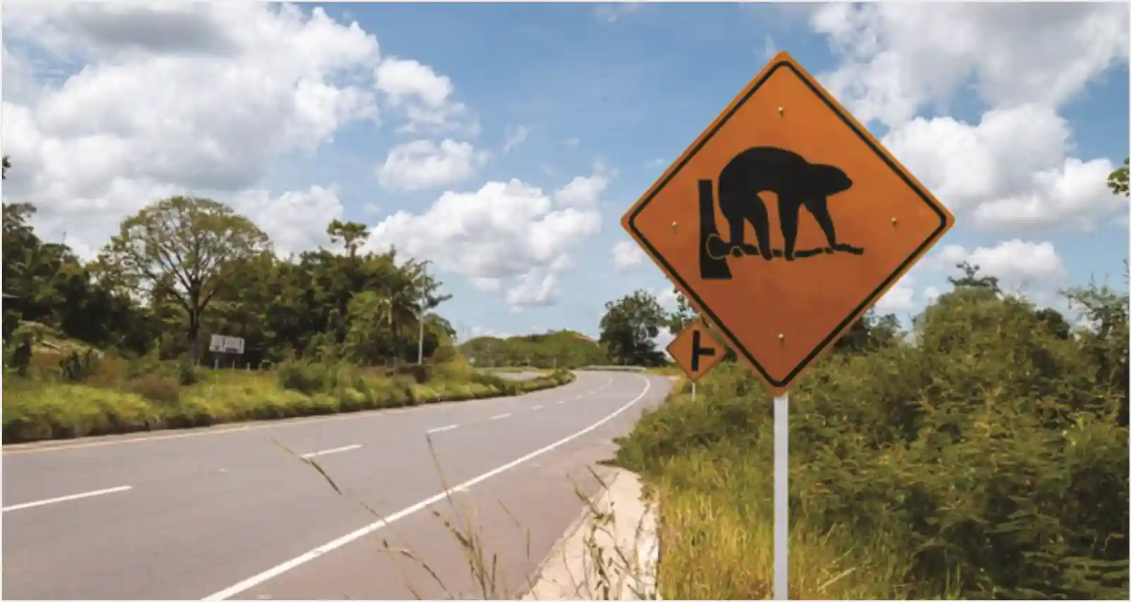El INVIAS reunirá a expertos nacionales en el foro Bienestar y protección de la fauna en carreteras